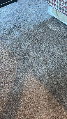 Carpet Cleaning in Los Angeles 1 Prince Of Carpet Cleaning CC